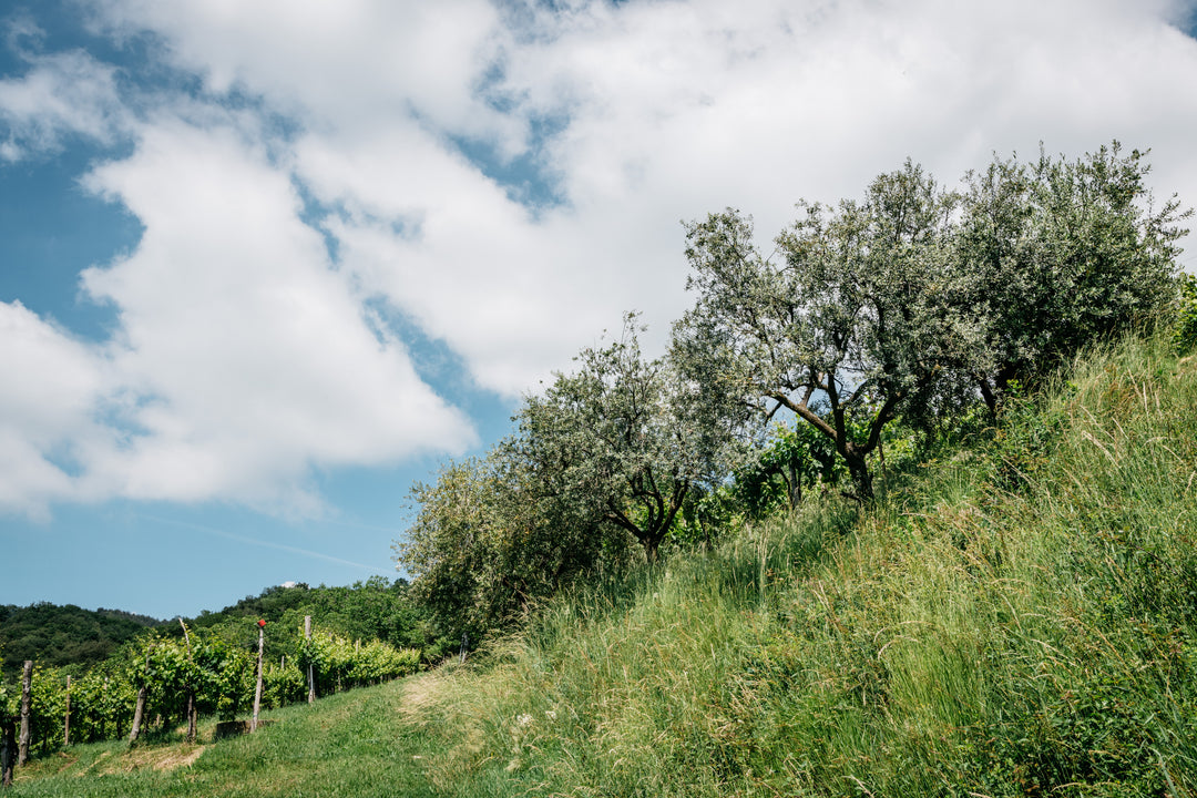 オーガニックプロセッコスペリオーレDOCG Benny Extra Brut ベニー 750ml