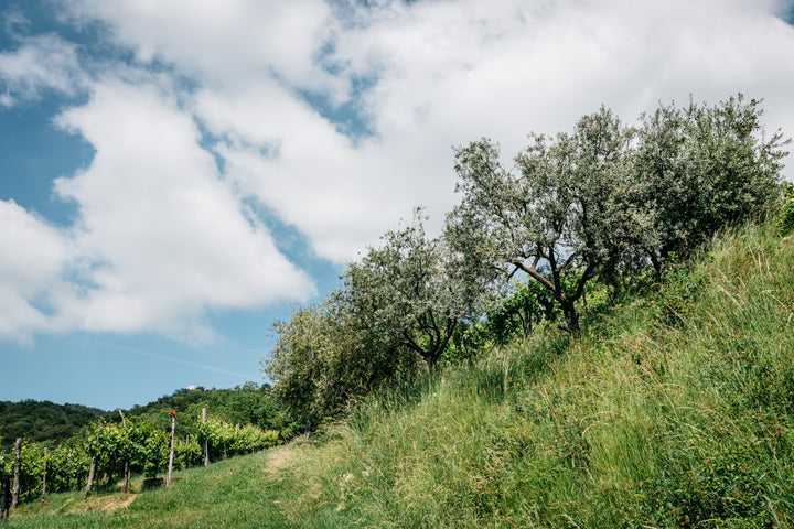 オーガニックプロセッコスペリオーレDOCG Benny Extra Brut ベニー 750ml