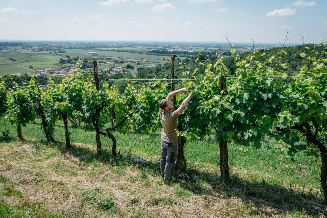 【ワイン&イタリアンクラフトビール】魚料理に合うセット(ワイン1本&ビール3本)