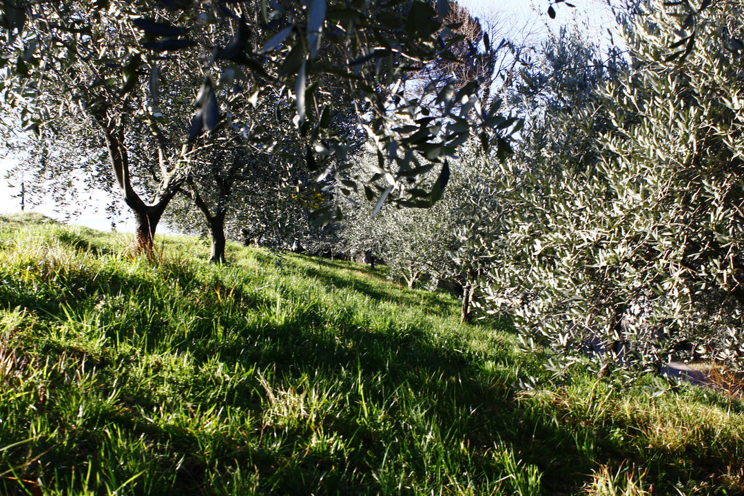 オーガニックプロセッコスペリオーレDOCG Rissieri Brut リッシエーリ 750ml